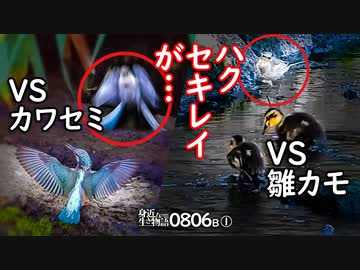 0806B①【カルガモ親子 雛とセキレイVSカワセミ】カラス毛引き。餌やり悲劇。カワセミの縄張り争い。襲う雛鳥。アオサギ飛翔。引っ越し失敗翌日　#身近な生き物語　#カルガモ親子　#ハクセキレイ
