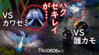 0806B①【カルガモ親子 雛とセキレイVSカワセミ】カラス毛引き。餌やり悲劇。カワセミの縄張り争い。襲う雛鳥。アオサギ飛翔。引っ越し失敗翌日　#身近な生き物語　#カルガモ親子　#ハクセキレイ