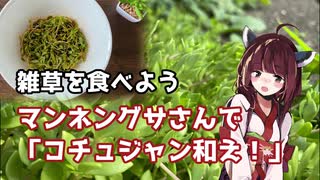 【思い切って野草を食べてみよう】#31 ツルマンネングサさんで「コチュジャン和え」！