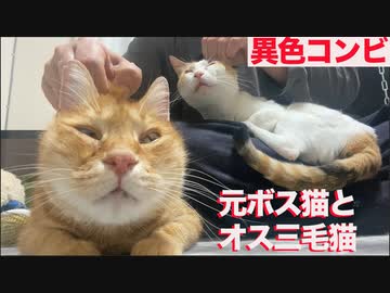 元武闘派ボス猫、美少年オス三毛猫に甘え方を学ぶ