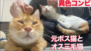 元武闘派ボス猫、美少年オス三毛猫に甘え方を学ぶ