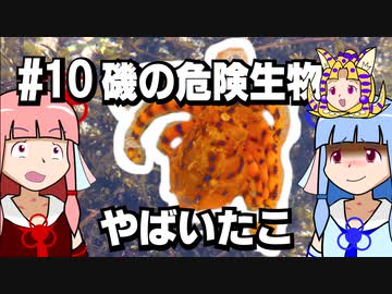 【琴葉姉妹の磯遊び】#10磯の危険生物　やばいたこ編【VOICEROID解説】