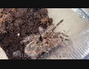 [疲労困憊]タランチュラ飼育日記その２８８[びびる］