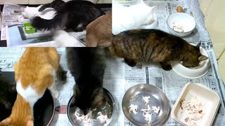 今週のおやつ【蒼民家の猫々】※説明文にお知らせ有り。