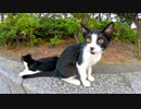 ハチワレ子猫兄弟が草むらからモフられに出てきた