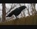 カラスの巣作りドキュメンタリー