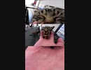 店番をサボるする野良猫#Shorts【野良猫】【感動猫】