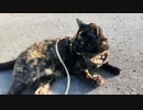 2021/08/22放送【141日目 北海道 紋別 早朝 あずにゃんぽ（猫散歩）】北海道全市町村制覇するまで帰れまてん！　猫と車中泊の旅　日本縦断【旅猫あずき～保護猫から旅猫へ～】