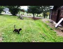 2021/08/22放送※cut版【141日目 北海道 紋別コムケキャンプ 夕方 あずにゃんぽ猫散歩】北海道全市町村制覇するまで帰れまてん！　猫と車中泊の旅　日本縦断【旅猫あずき～保護猫から旅猫へ～】