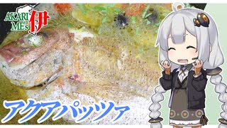 あかりめs伊#9 「真鯛のアクアパッツァ(ガバ)」