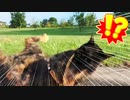 2021/08/24放送【144日目 北海道 常呂キムアネップ 早朝 あずにゃんぽ猫散歩】北海道全市町村制覇するまで帰れまてん！　猫と車中泊の旅　日本縦断【旅猫あずき～保護猫から旅猫へ～】