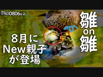 0806B②【カルガモ親子 生まれたて雛鳥可愛い】おしくらまんじゅう。バン幼鳥と共演。セミを捕食したバン。8月にまさかの新組誕生。　#身近な生き物語　#カルガモ親子　#バン
