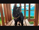 2021/08/24放送【144日目 北海道 網走郡大空町 夕方 あずにゃんぽ（猫散歩）】北海道全市町村制覇するまで帰れまてん！　猫と車中泊の旅　日本縦断【旅猫あずき～保護猫から旅猫へ～】