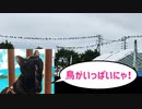 2021/08/25放送【145日目 北海道 網走郡大空町 夕方 あずにゃんぽ（猫散歩）】北海道全市町村制覇するまで帰れまてん！　猫と車中泊の旅　日本縦断【旅猫あずき～保護猫から旅猫へ～】