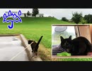 2021/08/26放送【146日目 北海道 網走郡大空町 早朝 あずにゃんぽ（猫散歩）】北海道全市町村制覇するまで帰れまてん！　猫と車中泊の旅　日本縦断【旅猫あずき～保護猫から旅猫へ～】