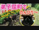 2021/08/26放送※ぷちcut編集版【146日目 北海道 弟子屈町でのんびり♪（猫散歩）】北海道全市町村制覇するまで帰れまてん！　猫と車中泊の旅　日本縦断【旅猫あずき～保護猫から旅猫へ～】