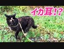 2021/08/27放送【147日目 北海道 弟子屈町 早朝 あずにゃんぽ（猫散歩）】北海道全市町村制覇するまで帰れまてん！　猫と車中泊の旅　日本縦断【旅猫あずき～保護猫から旅猫へ～】