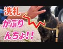 2021/08/27放送【147日目 北海道 厚岸郡浜中町アゼチの岬 早朝 あずにゃんぽ（猫散歩）】北海道全市町村制覇するまで帰れまてん！　猫と車中泊の旅　日本縦断【旅猫あずき～保護猫から旅猫へ～】