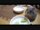 ハムスター飼いました。その123～2021年8月だよ!!体重測定だよ!!～