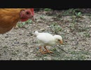ひよこ初めての散歩