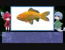 【ゆっくり解説】わかさぎ姫が教える魚　#29匹目　～金魚～