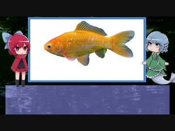 【ゆっくり解説】わかさぎ姫が教える魚　#29匹目　～金魚～