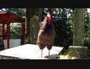 動物　鶏　鳴く ニワトリ コケッコッコーと鳴きます（１６秒頃）凄く大きい鶏で 鳴き声も大きい。にわとり　Chicken crowing