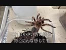 [フォトナの動画]タランチュラ飼育日記その２８９[あげました］