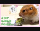 甘いメロンをあむあむするハムスター【コル】