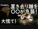 0807B【カルガモ親子 急な雨に雛鳥を置き去り】〇〇にすごく慌てて逃げる雛。雛鳥の成長度合いいろいろ。カワセミ、メジロ、カワウ潜水。　#身近な生き物語　#カルガモ親子　#カワセミ