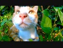 近づくと草むらに逃げた野良猫