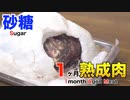 砂糖を使って1ヶ月熟成肉作ってみた Insane Sugar Dry Age Experiment!!