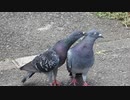 見せつけてくる鳩