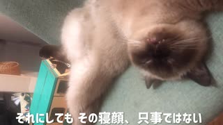 寝顔がホラーすぎるにゃんこ