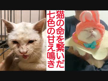 保護猫型珍獣、命を繋いだ数多の甘え鳴き