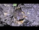 サワガニメトロイド