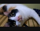 純粋な三毛猫の前で手のひらを重ねて音を出すと…