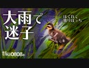 0808B【大雨で迷子の雛鳥】消えたカルガモ親子引っ越し失敗で全滅の危機。カルガモ親子が増水で流される。母の捕食で食べられるセミ。ハクセキレイ親子。　#身近な生き物語　#カルガモ親子　#カワセミ