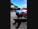 猫島の黒猫がアレな件#Shorts【野良猫】【感動猫】