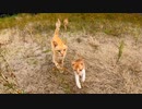 島の猫ちゃん全員集合!　大人猫を追い越して1番に駆け寄って来る子猫が可愛過ぎる