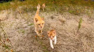 島の猫ちゃん全員集合!　大人猫を追い越して1番に駆け寄って来る子猫が可愛過ぎる