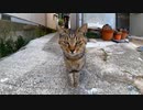 路地裏からモフられに出てきた野良猫、撫でられるとその場で足踏みしてカワイイ