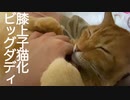 腎不全の元ビッグダディ猫、ビッグ子猫となり膝上で甘える