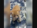 家にやってきた赤ちゃん猫。先住猫の反応は…？