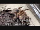 [二日酔いで]タランチュラ飼育日記その２９１[休日終了］