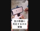 虫の動画に反応するのか実験