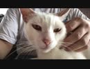 猫の発するエンジン音