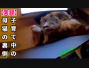 鶏肉を椀こ蕎麦のように食したあと赤ちゃんの下へ行き、さらにそのあと妹と変な体勢で寛ぐ母猫【生後7日目-4 子猫の出番無し】