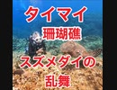 慶良間諸島国立公園・タイマイ・珊瑚礁に群がるスズメダイ