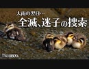 0809B【カルガモ親子 雨で全滅迷子の捜索】引っ越し失敗、無事合流、行方不明。小さな猛禽モズの幼鳥。鶴見川水系恩田川でコンデジ野鳥撮影　#身近な生き物語　#カルガモ親子　#モズ